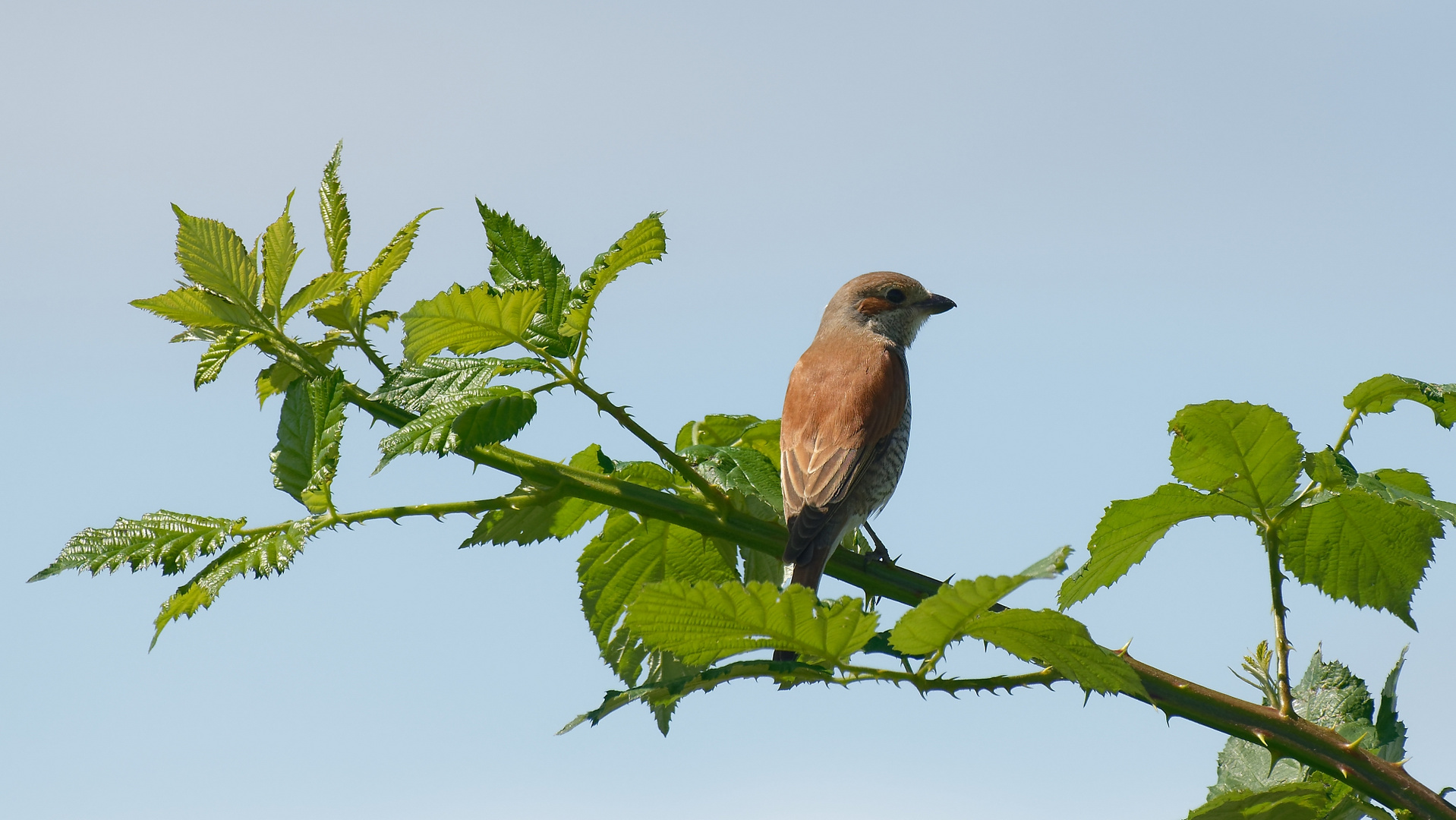 Der     Neuntöter (Lanius collurio)    