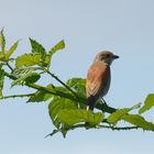 Der     Neuntöter (Lanius collurio)    