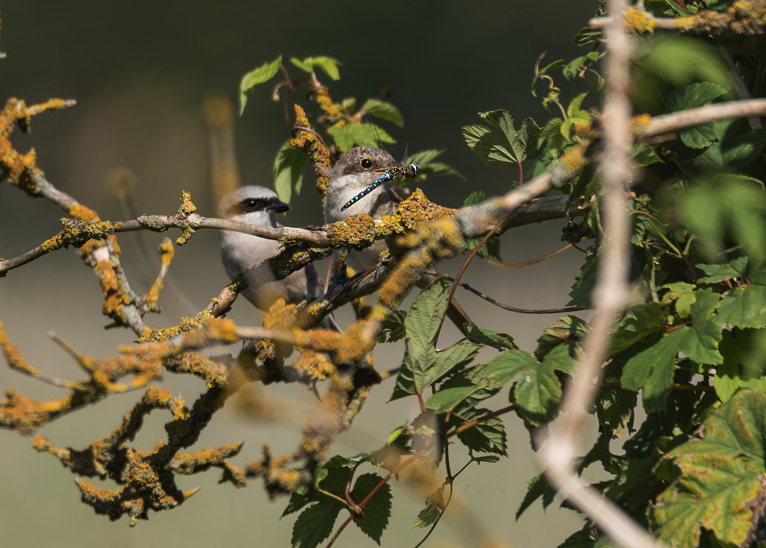 Der Neuntöter (Lanius collurio)