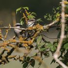 Der Neuntöter (Lanius collurio)