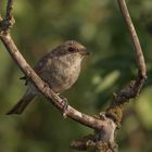 Der Neuntöter (Lanius collurio)