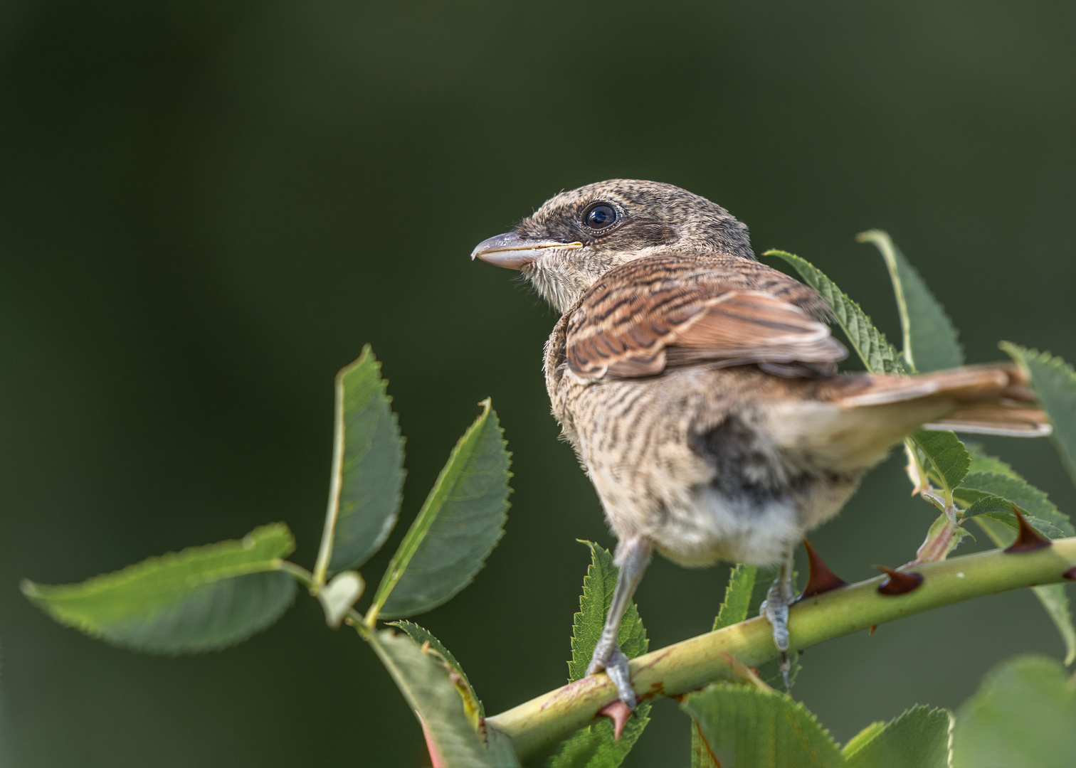 Der Neuntöter (Lanius collurio)