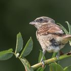 Der Neuntöter (Lanius collurio)