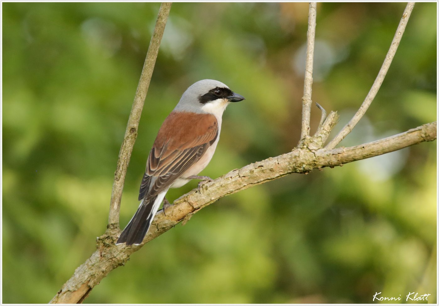 Der Neuntöter ... the Red-backed shrike