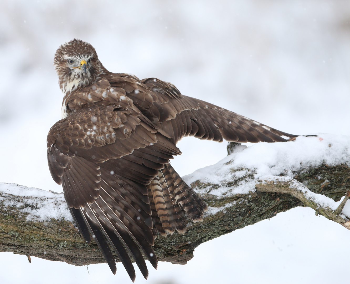 der "neuschnee-bussard"