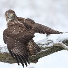 der "neuschnee-bussard"