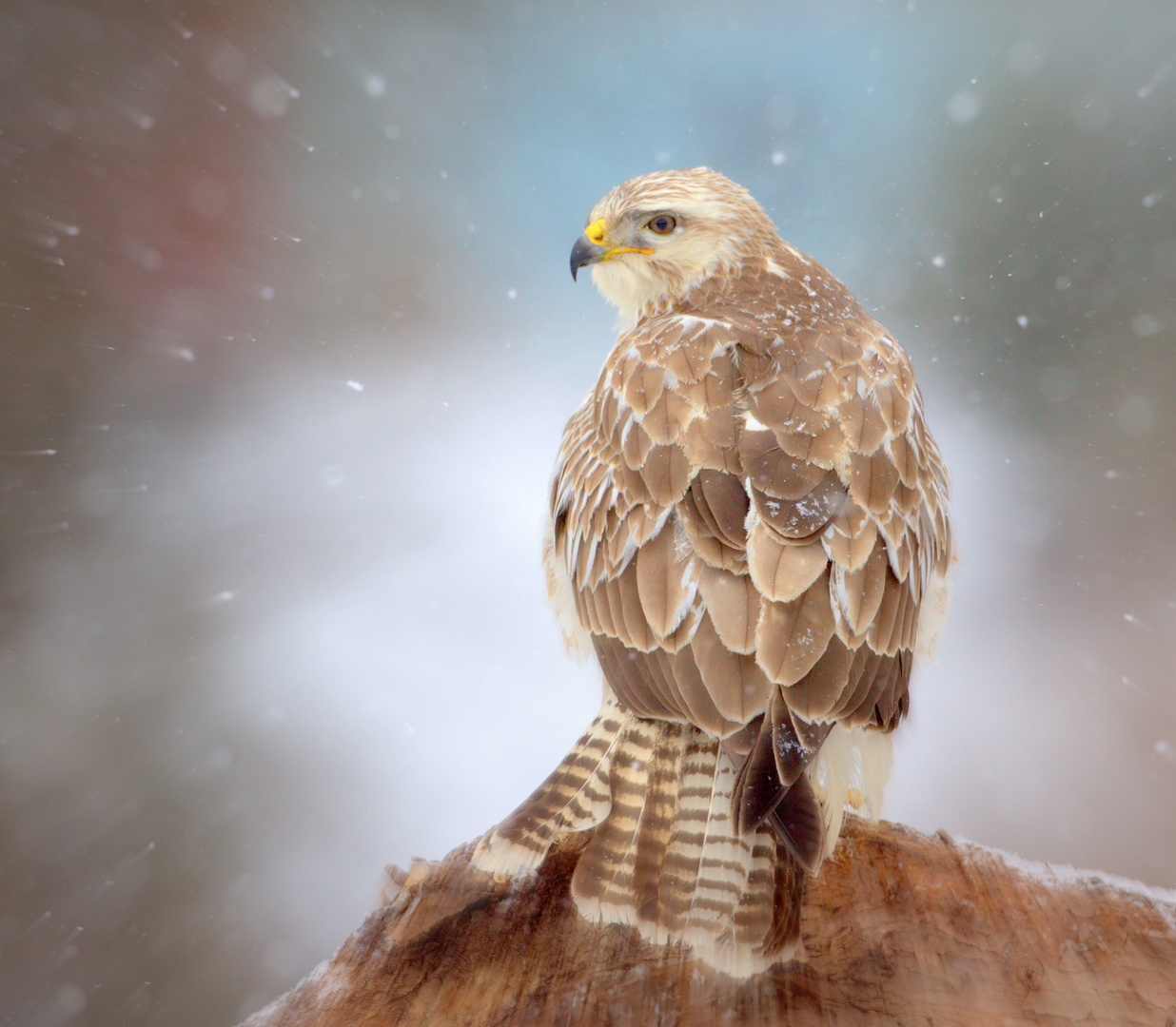 der "neuschnee-bussard"