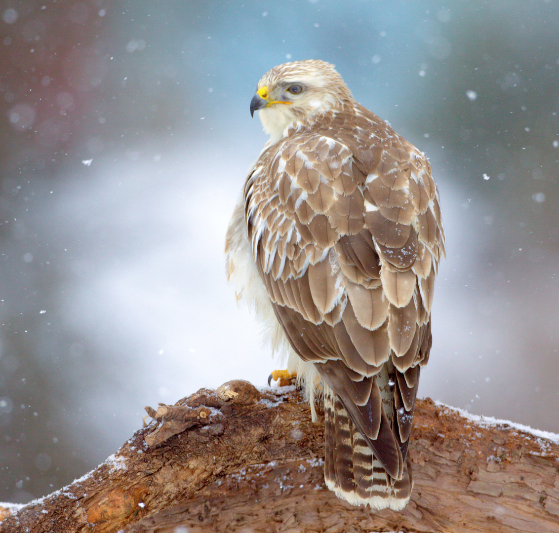 der --neuschneebussard--