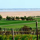 Der Neusiedlersee bei Breitenbrunn