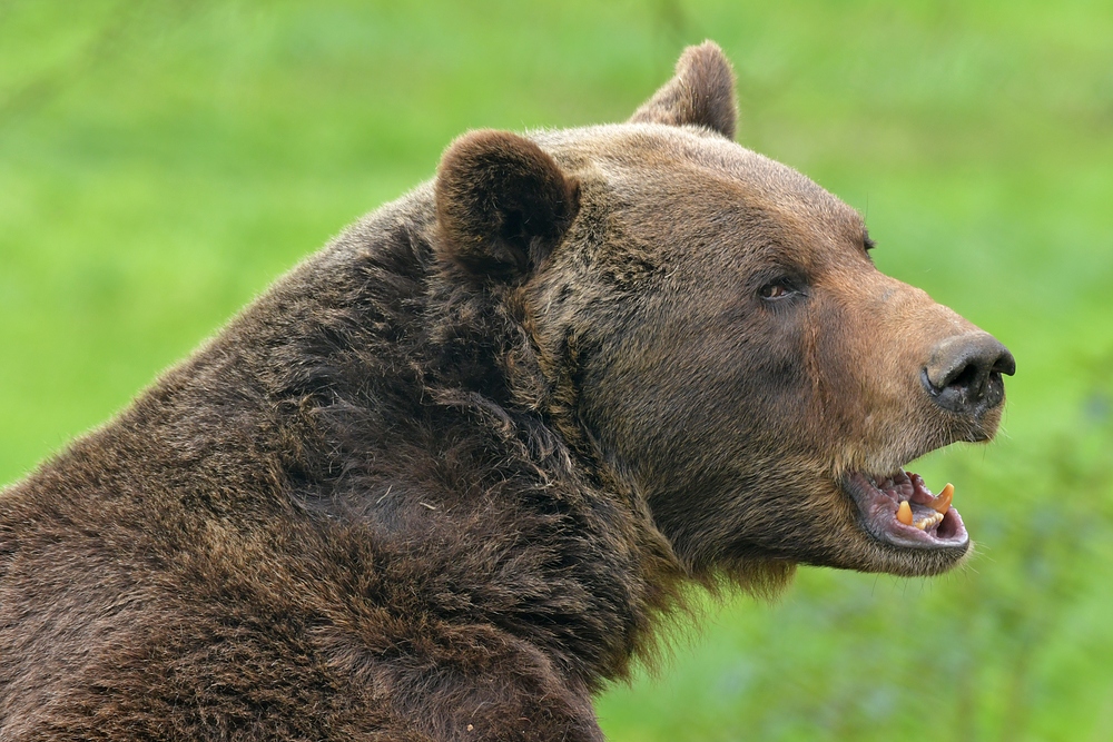 Der nicht besonders gut gelaunt wirkende Braunbär 01