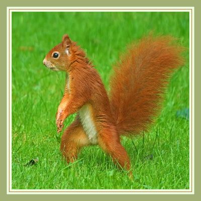 Der nicht gestiefelte Kater