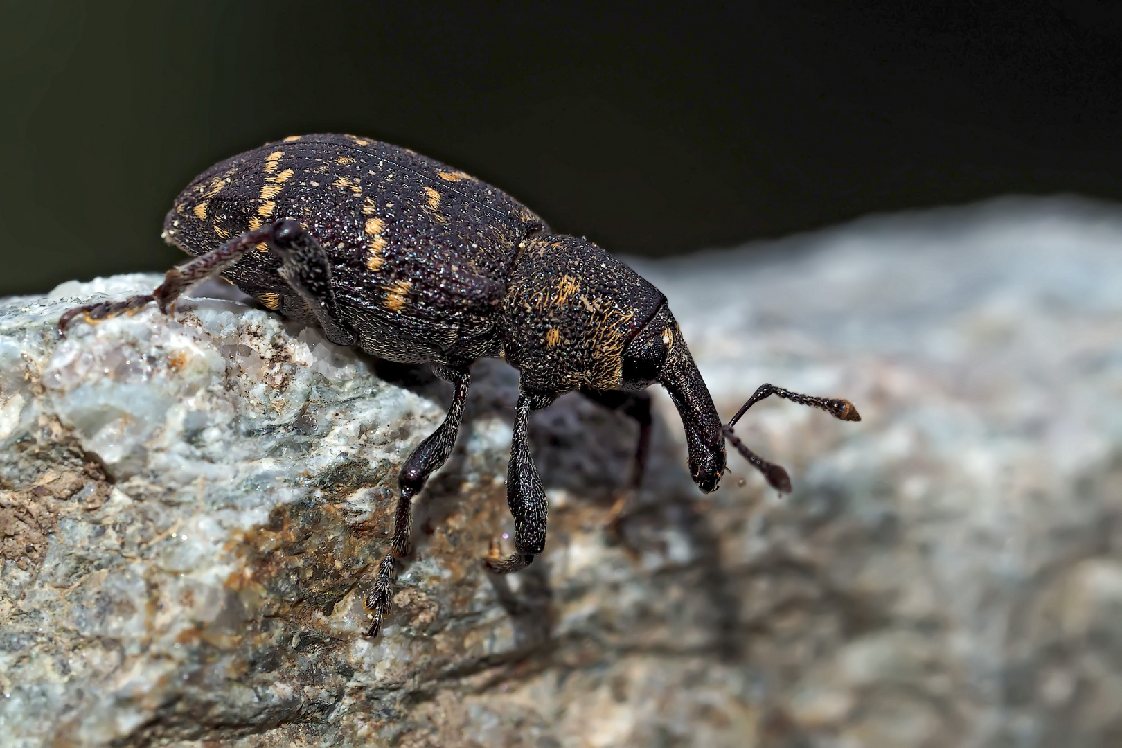 Der nicht nur schädliche Fichtenrüsselkäfer (Hylobius abietis). - Le grand charançon du pin.