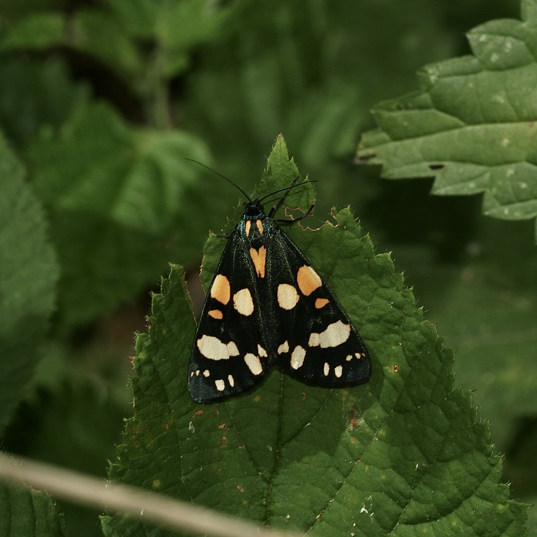 Der nicht umsonst so benannte SCHÖNBÄR (CALLIMORPHA DOMINULA) ...