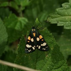 Der nicht umsonst so benannte SCHÖNBÄR (CALLIMORPHA DOMINULA) ...