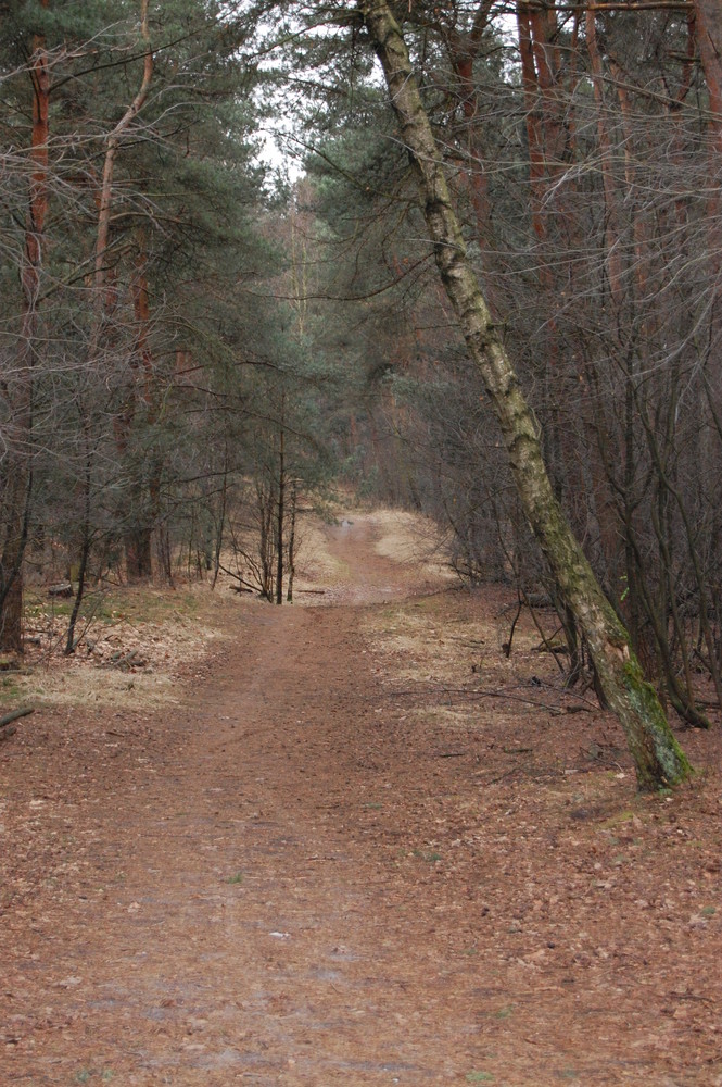 Der nichtszeigende Waldweg.