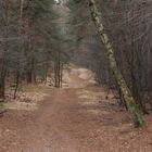 Der nichtszeigende Waldweg.