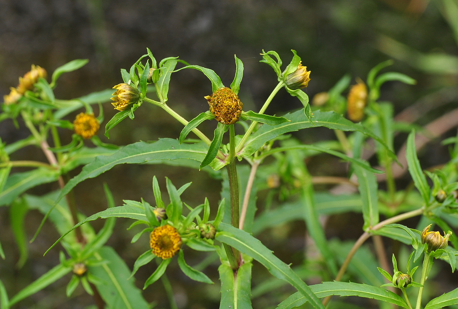 Der Nickende Zweizahn (Bidens cernua)