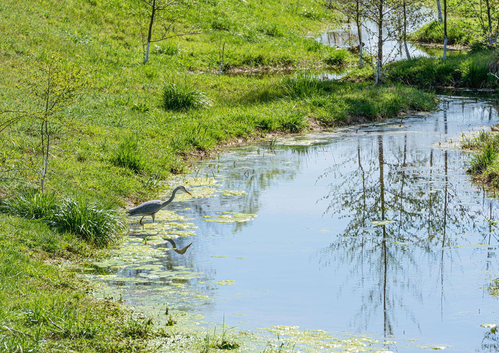 Der Niederrhein im Frühling 20200410--14-57-_D8E8956-1