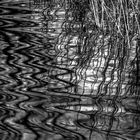 Der Niederrhein im Hochwasser