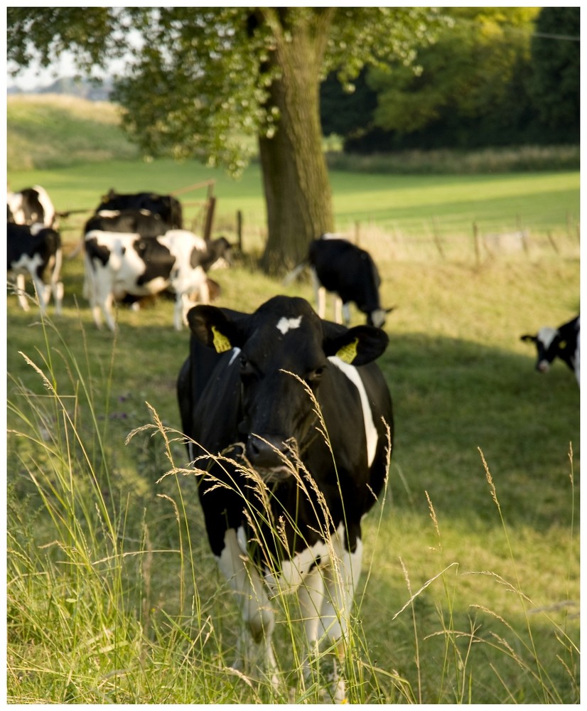 der Niederrhein und seine Tiere