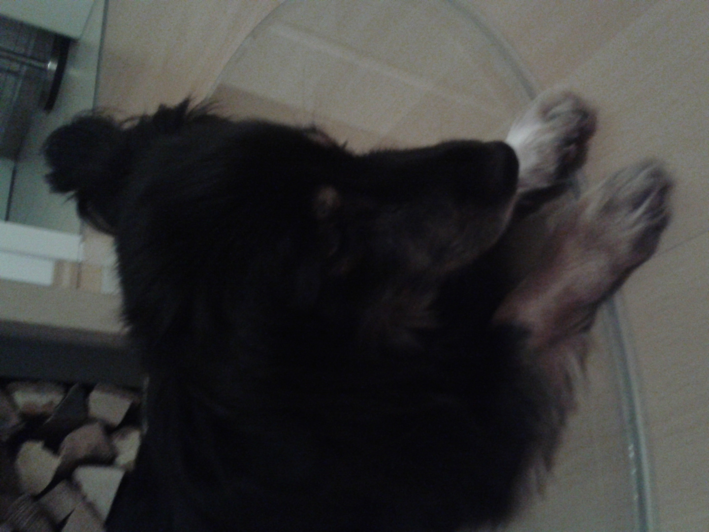 Der niedlichste Hund der welt Foto &amp; Bild | tiere, haustiere, hunde ...