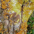 Der Nierenfleck wünscht allen fc-Freunden trotz guter Tarnung einen wunderschönen Herbstsonntag!