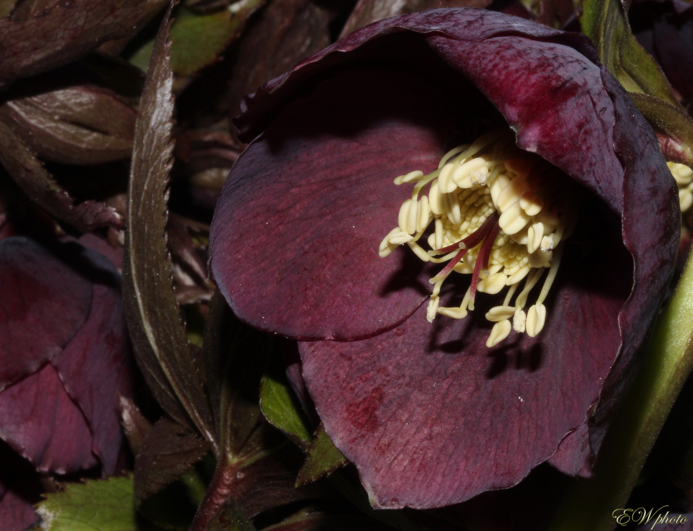 der Nieswurz (Helleborus purpurascens)