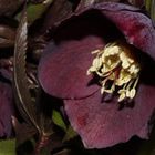 der Nieswurz (Helleborus purpurascens)