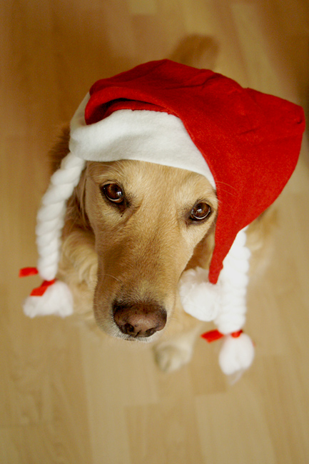 Der Nikolaus im Hundepelz...