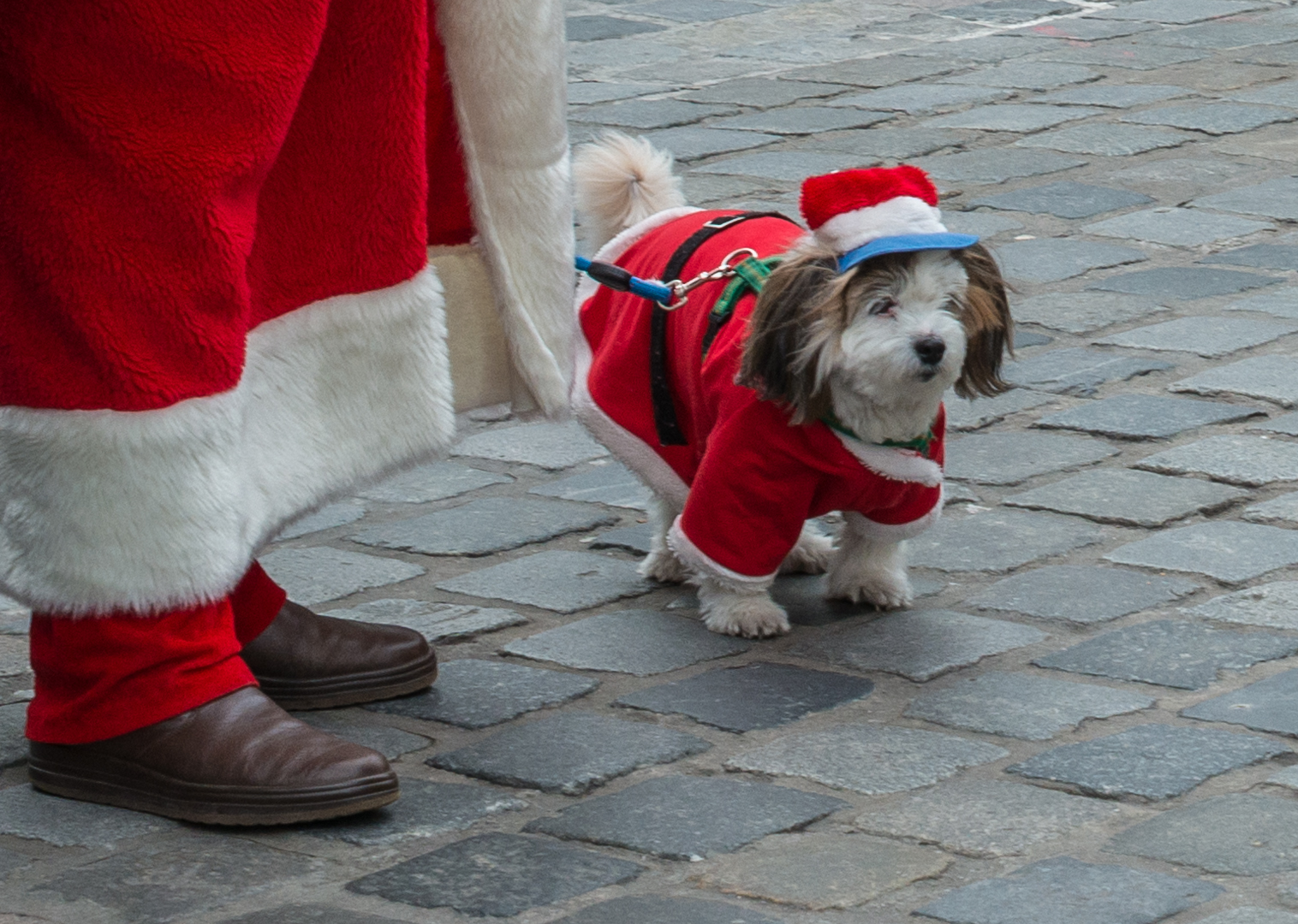 Der Nikolaus mit seinem Hund