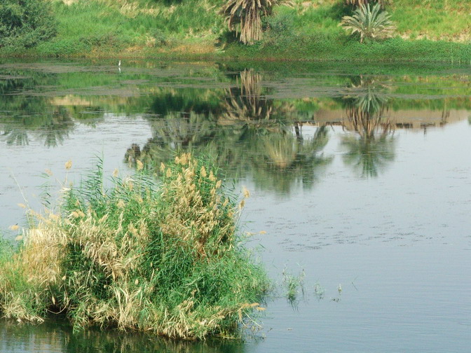 Der Nil und seine Vegetation