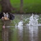 Der Nilgansganter greift Stockenten an. 