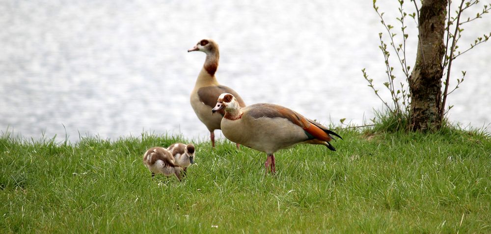 der Nilgansnachwuchs ist schon größer geworden