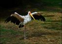 Schreitvögel - Reiher, Störche, Ibisse im Zoo