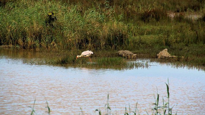 Der Nimmersatt (eine Storchenart)