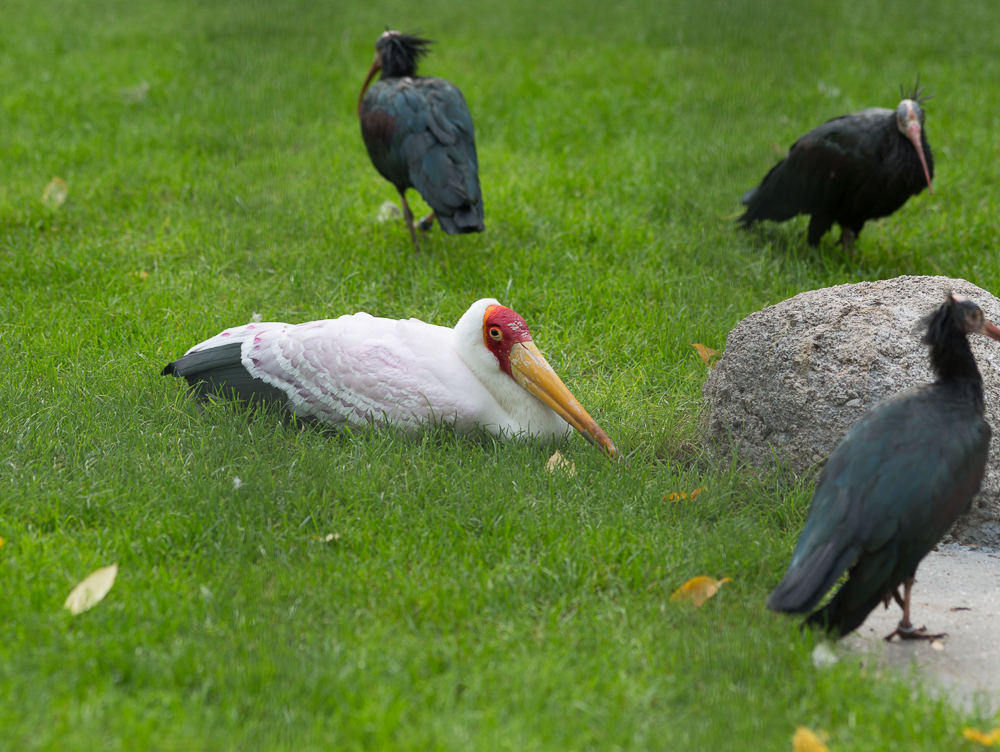 Der Nimmersatt (Mycteria ibis)