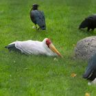 Der Nimmersatt (Mycteria ibis)