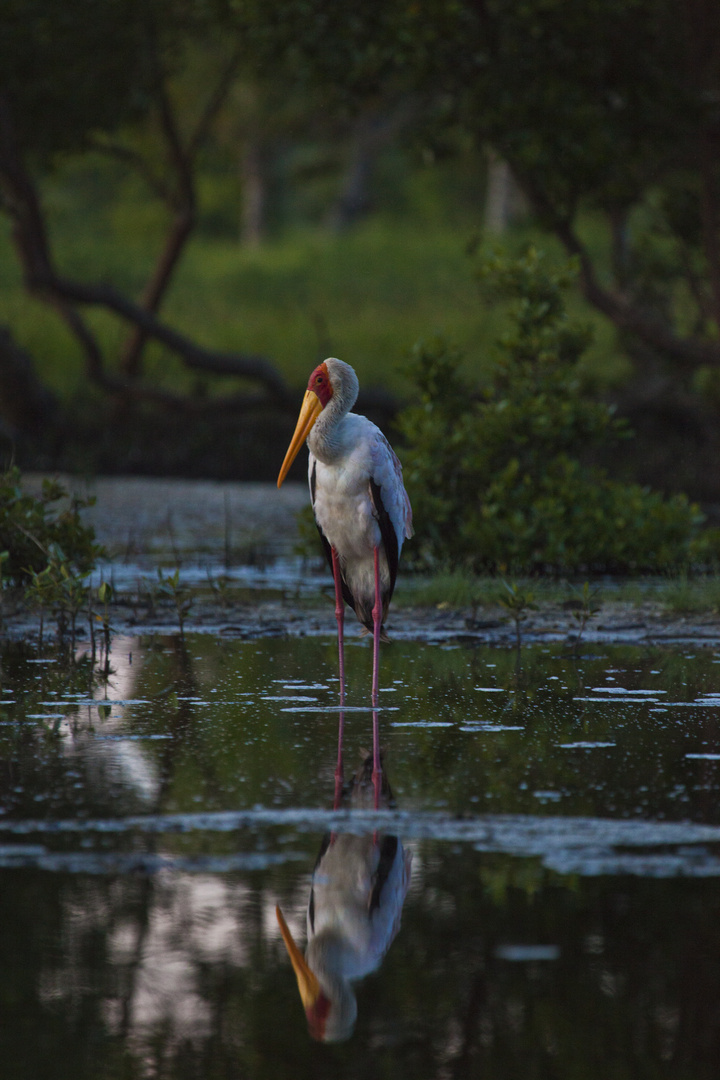 Der Nimmersatt - Mycteria ibis