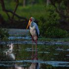 Der Nimmersatt - Mycteria ibis