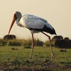 Der Nimmersattstorch ist verbreitet in Afrika