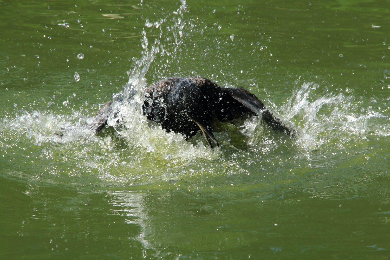 Der nimmt das Baden aber wörtlich