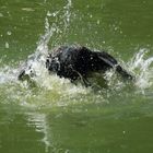 Der nimmt das Baden aber wörtlich