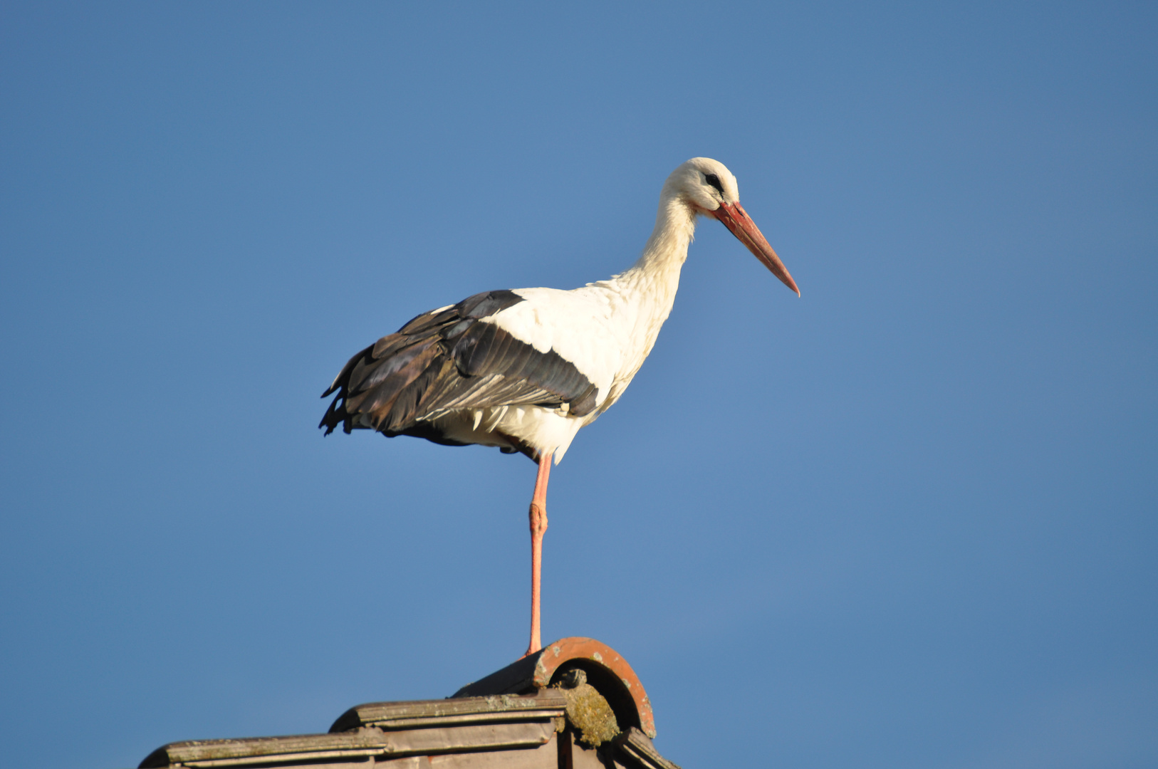 Der Nittenauer Storch