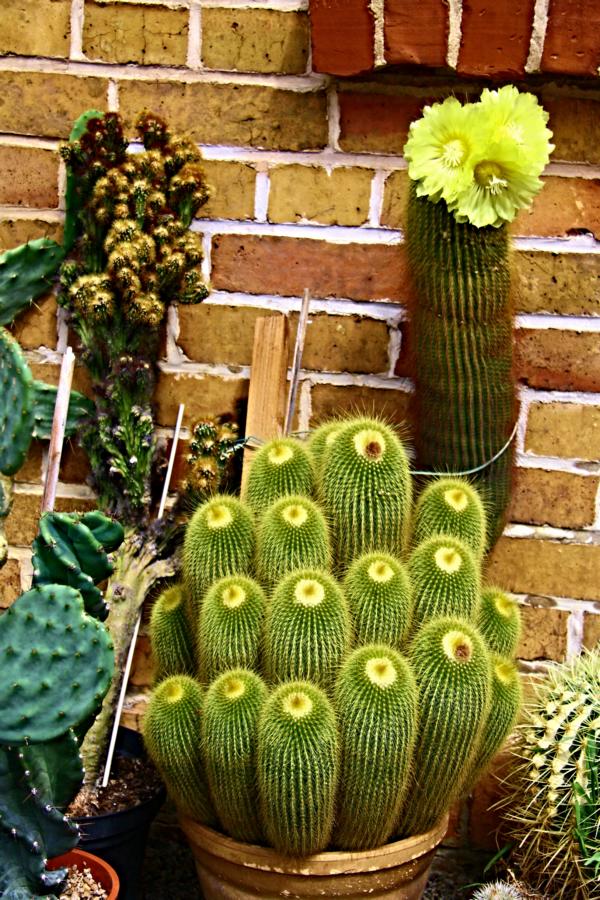 der nnbekannte Kaktus
