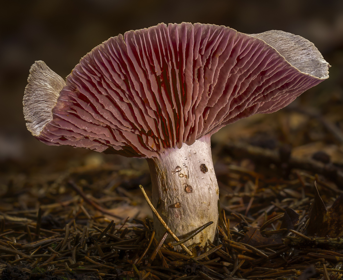 Der noch unbekannte Pilz