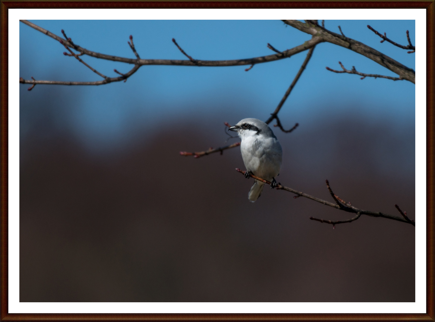 Der Nördliche Raubwürger (Lanius excubitor)