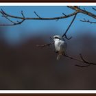 Der Nördliche Raubwürger (Lanius excubitor)