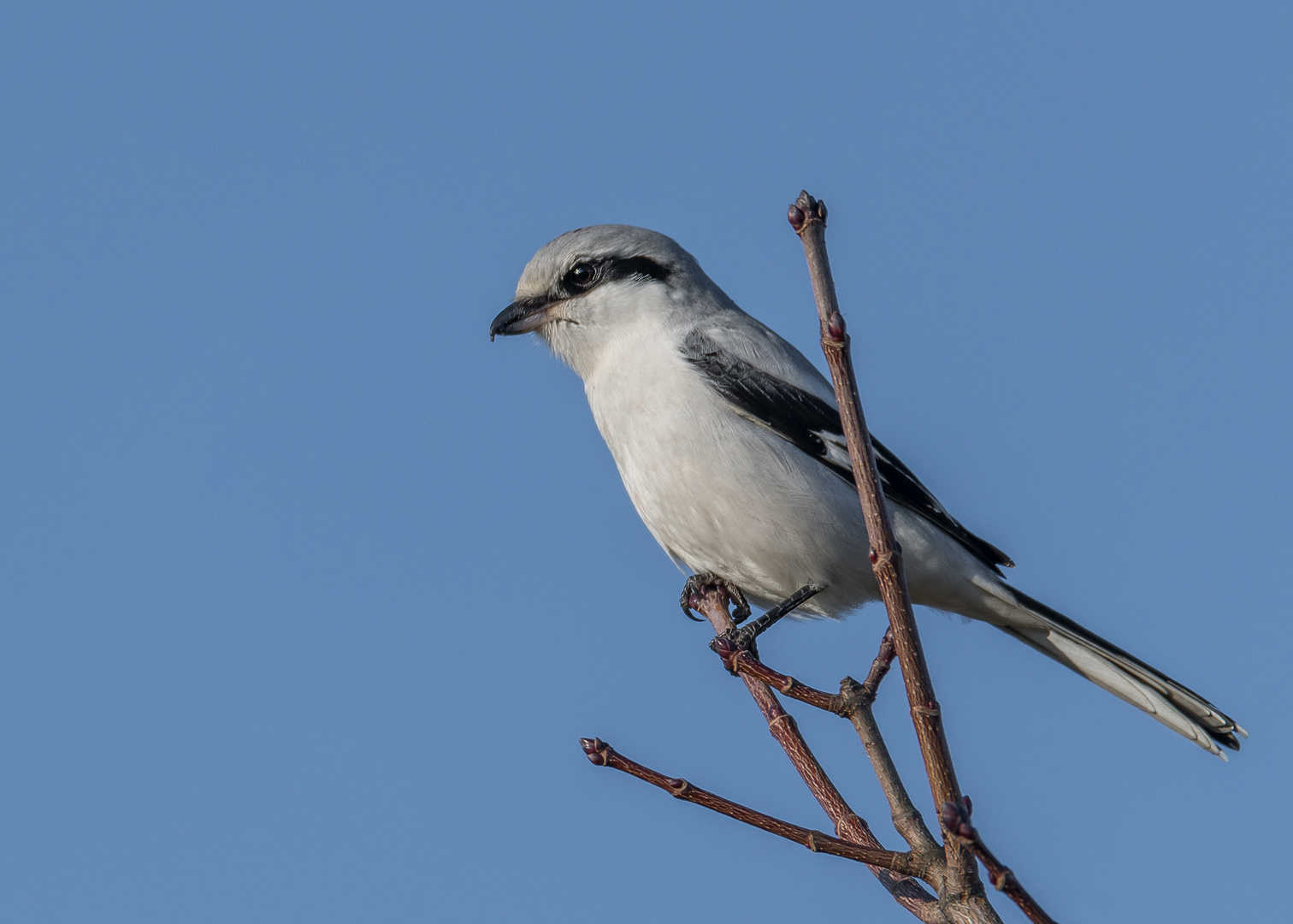 Der Nördliche Raubwürger (Lanius excubitor)