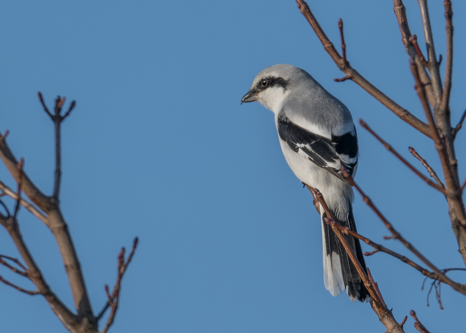 Der Nördliche Raubwürger (Lanius excubitor)