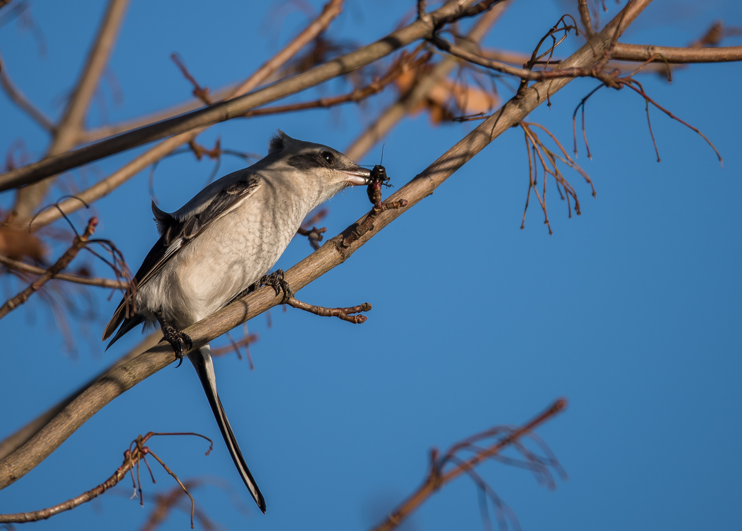 Der Nördliche Raubwürger (Lanius excubitor)